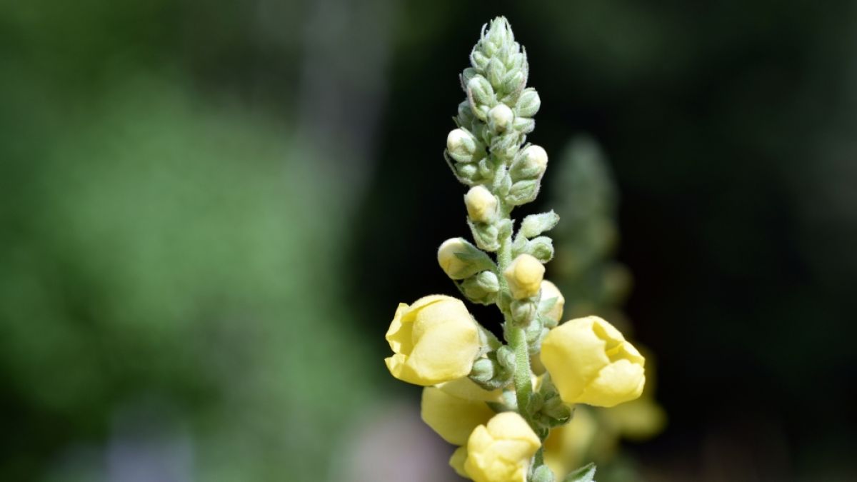 Die Königskerze ist eine der Pflanzen, die das Wetter prophezeien können. (Foto)