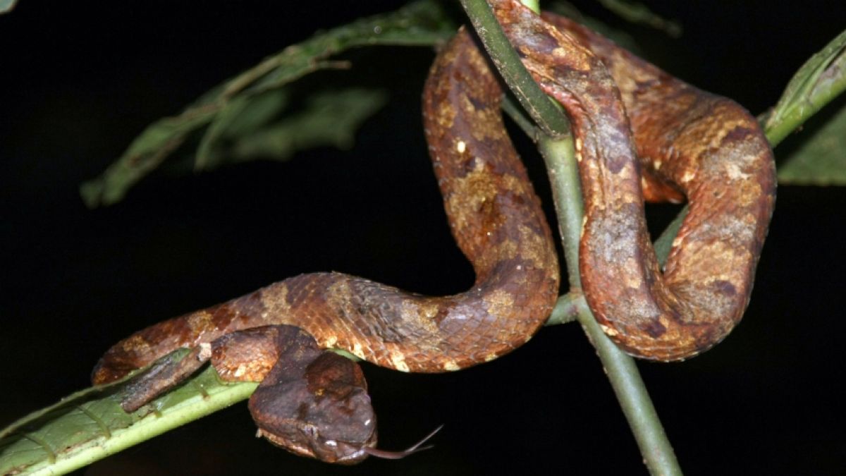 Liegt die Lösung für die Ausbreitung des Coronavirus im Gift einer der größten Schlangen Brasiliens? (Foto)