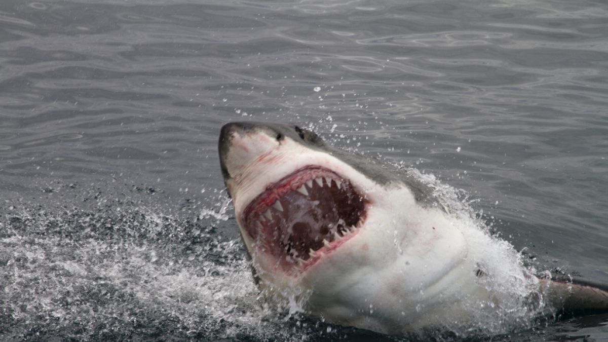 In Australien ist ein Mann bei einem blutigen Hai-Angriff zu Tode gekommen. (Foto)