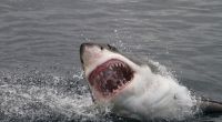 In Australien ist ein Mann bei einem blutigen Hai-Angriff zu Tode gekommen.