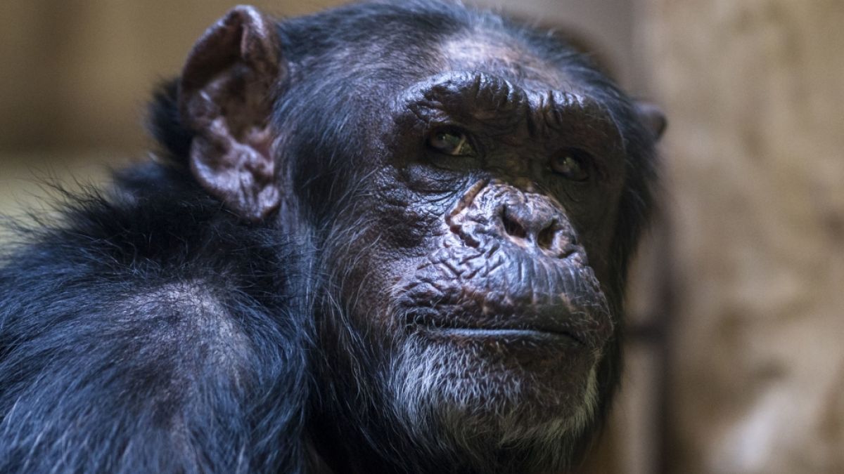 Schimpanse Travis wurde nach dem Vorfall erschossen. (Symbolbild) (Foto)