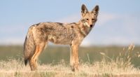 Ein Kojote hat ein dreijähriges Mädchen zerfleischt.
