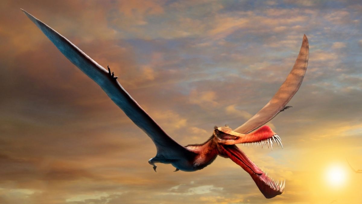 Das Fossil eines Flugdrachen-Dinosauriers wurde jetzt in Chile gefunden. (Foto)