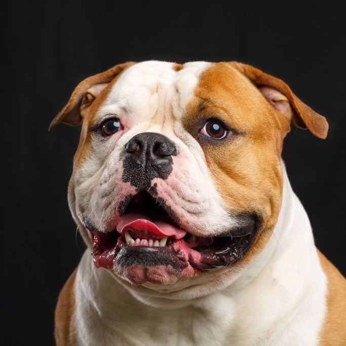 Junge (9) von 45-Kilo-Bulldogge zerfleischt - Hundebesitzerin im Knast!