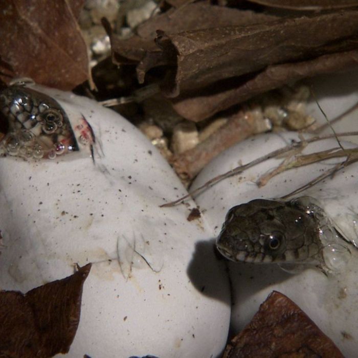 Wiederholung der Naturreihe online und im TV Wiederholung der Naturreihe online und im TV (Foto)