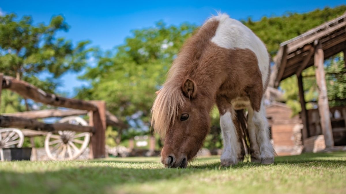 Eine Zweijährige ist von einem Pony gestürzt und dabei gestorben. (Foto)