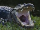 Ein Alligator hatte gegen eine 74-Jährige keine Chance. (Foto)
