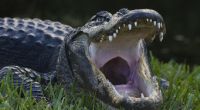 Ein Alligator hatte gegen eine 74-Jährige keine Chance.