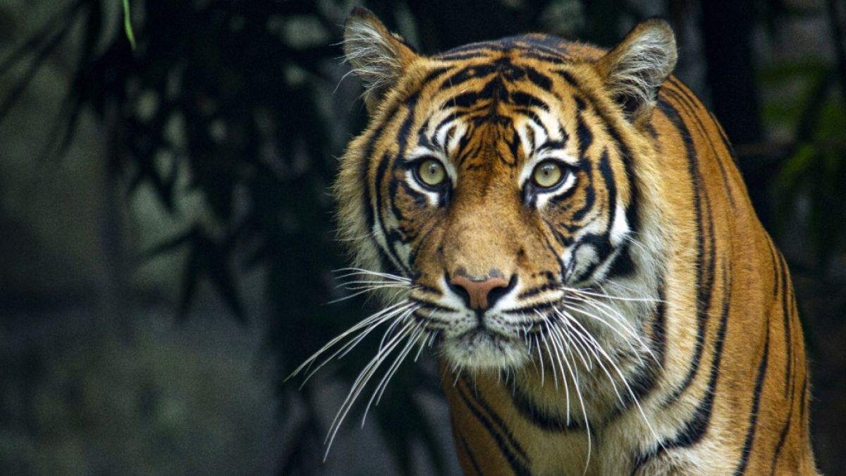 In Indonesien kam ein Mann bei einem tödlichen Tiger-Angriff ums Leben. (Foto)