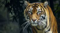 In Indonesien kam ein Mann bei einem tödlichen Tiger-Angriff ums Leben.