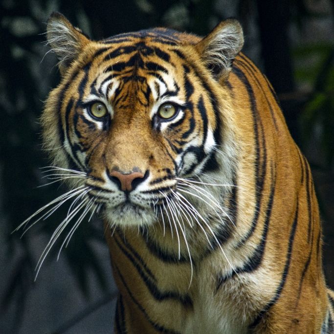 Sumatra-Tiger tötet Goldschürfer - Kollegen entkommen