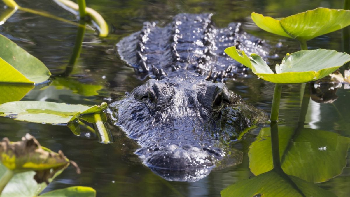 Ein US-Amerikaner filmte einen Monster-Kannibalen-Alligator. (Foto)