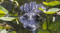 Ein US-Amerikaner filmte einen Monster-Kannibalen-Alligator.