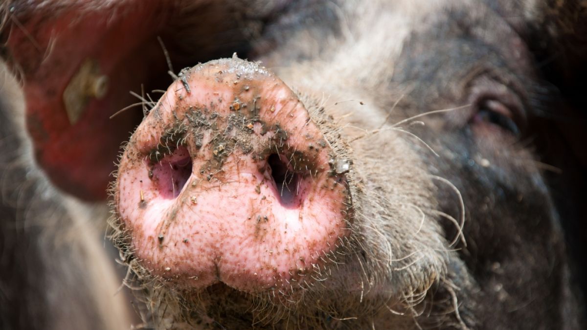 Eine Schweinezüchterin hat zwei Mitarbeiter an ihre Tiere verfüttert. (Foto)