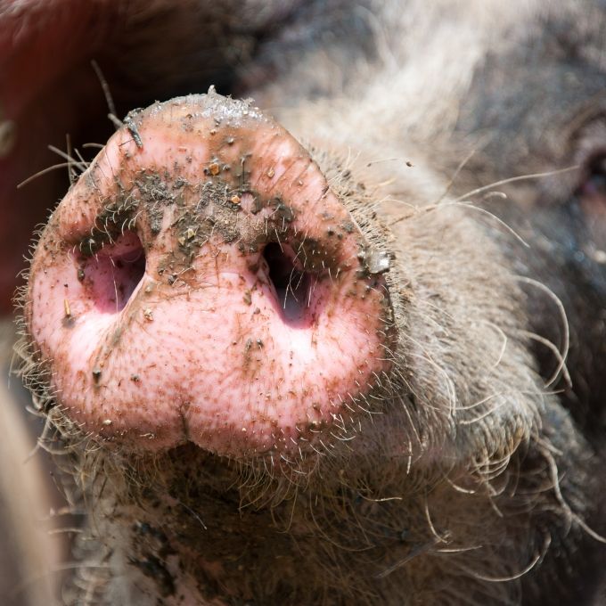 Zwei Männer von Farmerin ermordet, zerstückelt und an Schweine verfüttert