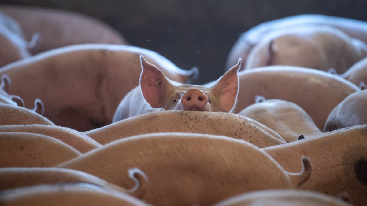 Aktuellen Forschungsergebnissen zufolge ist nicht auszuschließen, dass die afrikanische Schweinepest am Ausbruch der weltweiten Coronavirus-Pandemie maßgeblich beteiligt war. (Foto)