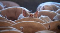 Aktuellen Forschungsergebnissen zufolge ist nicht auszuschließen, dass die afrikanische Schweinepest am Ausbruch der weltweiten Coronavirus-Pandemie maßgeblich beteiligt war.