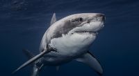 Treibt ein riesiger Weißer Hai vor der britischen Küste sein Unwesen?