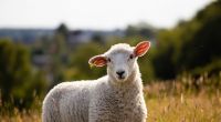 Im australischen Bundesstaat South Australia erobert ein fünfbeiniges Mutanten-Schaf die Herzen.