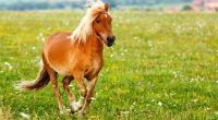 Ein Perverser schlich sich in Florida in einen Pferdestall und vergewaltigte ein wehrloses Pony - nun steht der Tierschänder vor Gericht (Symbolbild).