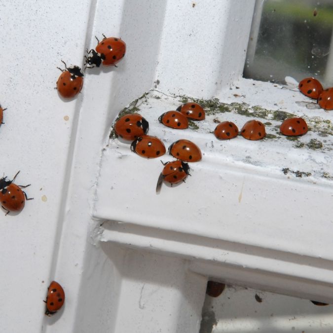 Tausende Insekten! Twitter meldet gepunktete Plage in Deutschland
