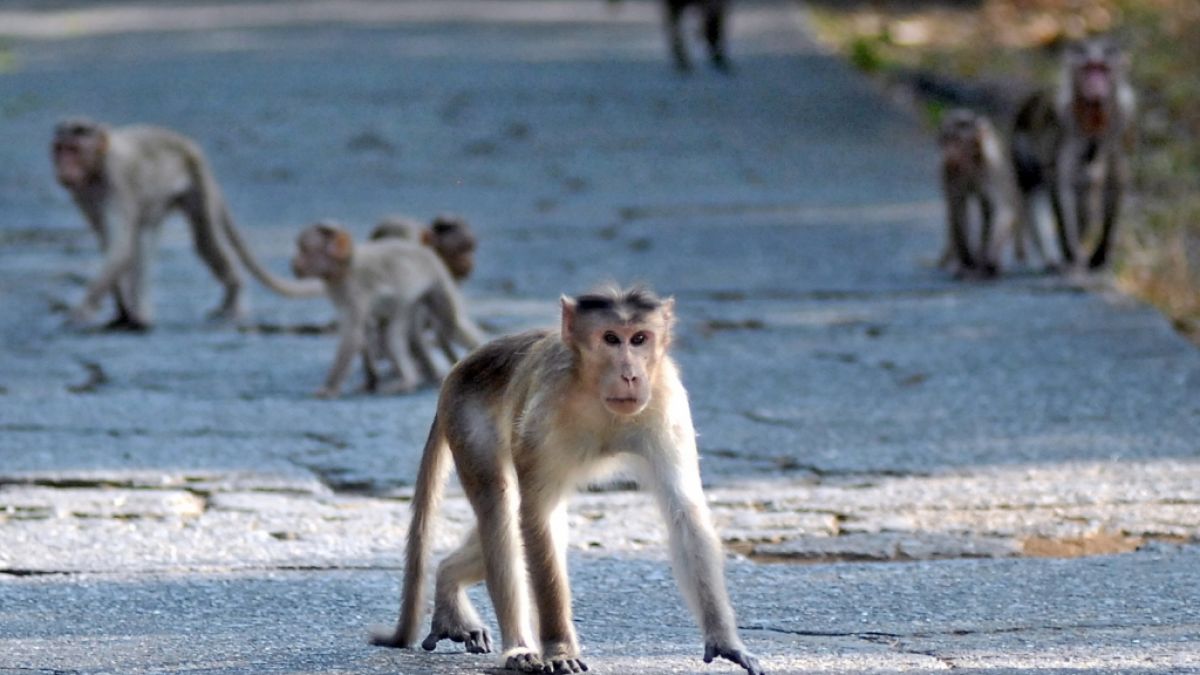 Die tödlichen Affen-Attacken in Indien nehmen zu. (Foto)