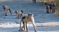 Die tödlichen Affen-Attacken in Indien nehmen zu.