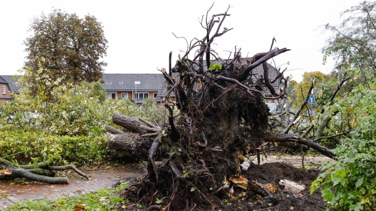 In Schwentinental hinterließ ein Tornado eine Schneise der Verwüstung. (Foto)