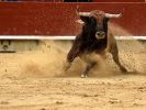 Bei einem Stierlauf in Spanien kam ein 55-jähriger Mann ums Leben. (Foto)