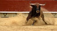 Bei einem Stierlauf in Spanien kam ein 55-jähriger Mann ums Leben.