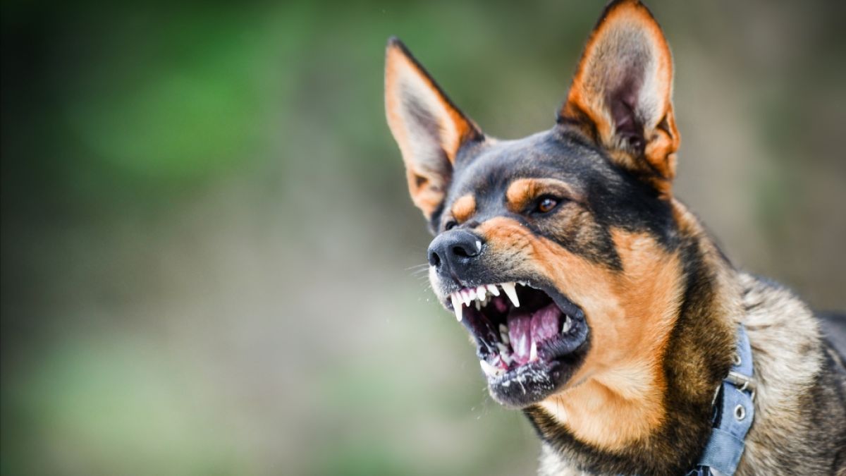 Ein Hunde-Rudel hat eine 23-Jährige zerfleischt. (Foto)