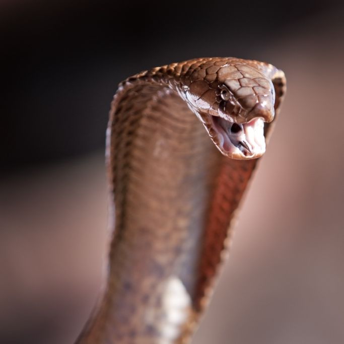 Penis verrottet nach Schlangenbiss! Safari-Gast von Kobra attackiert