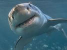 Ein neuer Hai-Angriff schockt die Bewohner von Perth. (Foto)