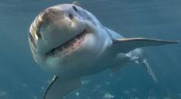 Ein neuer Hai-Angriff schockt die Bewohner von Perth.