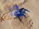 An vielen britischen Küsten wurden die giftigen blaue Flaschenquallen gefunden. (Foto)