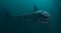 Ein aggressiver Hai macht die Themse unsicher.