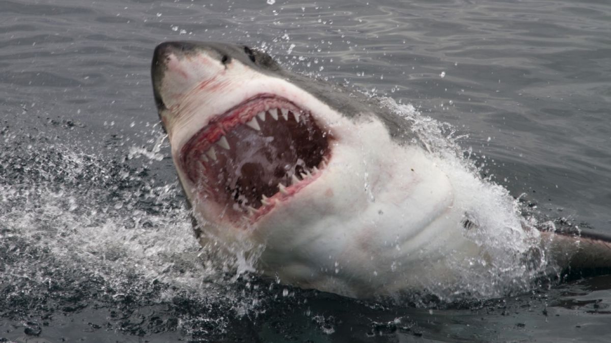Ein Hai hat eine Frau regelrecht zerfleischt. (Foto)