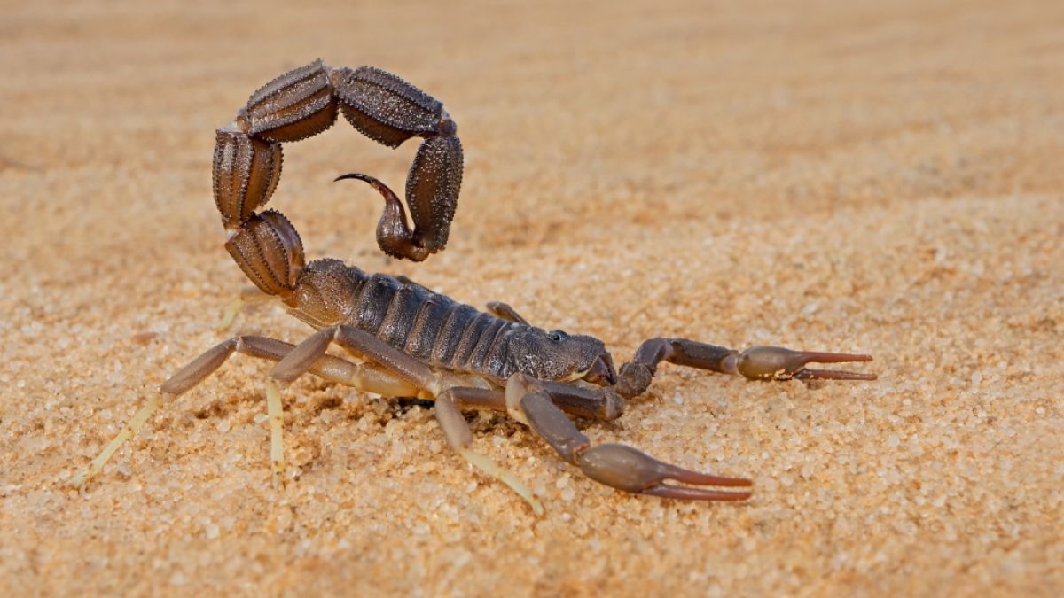 In Ägypten wurden Tausende Skorpione und Schlangen durch Regenfälle aus ihren Verstecken gejagt. Mehr als 500 Menschen mussten wegen Skorpionstichen behandelt werden. (Foto)