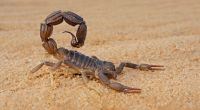 In Ägypten wurden Tausende Skorpione und Schlangen durch Regenfälle aus ihren Verstecken gejagt. Mehr als 500 Menschen mussten wegen Skorpionstichen behandelt werden.