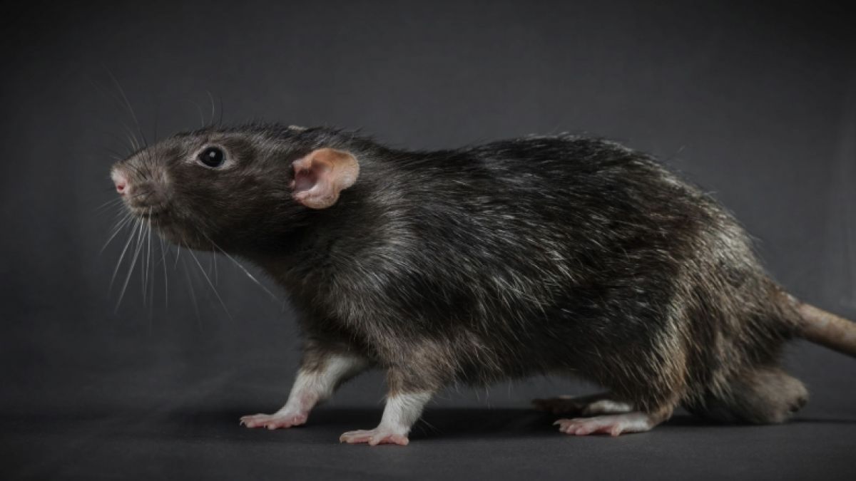 Spanische Umweltschützer warnen vor einer Ratten-Invasion. (Foto)