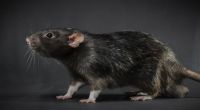 Spanische Umweltschützer warnen vor einer Ratten-Invasion.