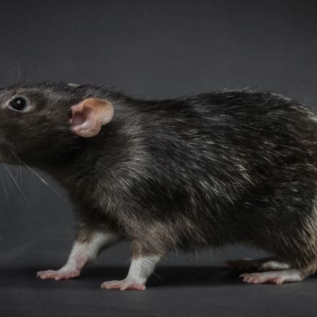 Umweltschützer warnen! HIER droht eine gefährliche Ratten-Invasion