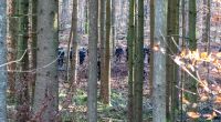 Polizisten durchsuchen ein Waldstück. Ein Waldarbeiter hatte dort einen Knochen gefunden - Ermittler fanden heraus, dass er von der vermissten Sonja Engelbrecht stamme.