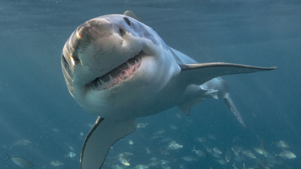 Ein Hai zerfleischte eine 35-Jährige in Australien. (Foto)