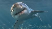 Ein Hai zerfleischte eine 35-Jährige in Australien.