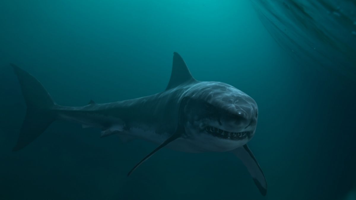 Ein Zombie-Hai macht weiter Jagd. (Foto)