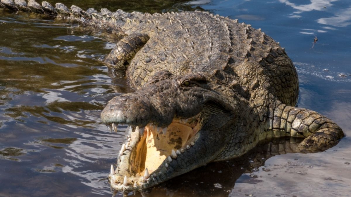 Ein Krokodil hat eine 18-Jährige zerfleischt. (Foto)