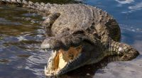 Ein Krokodil hat eine 18-Jährige zerfleischt.