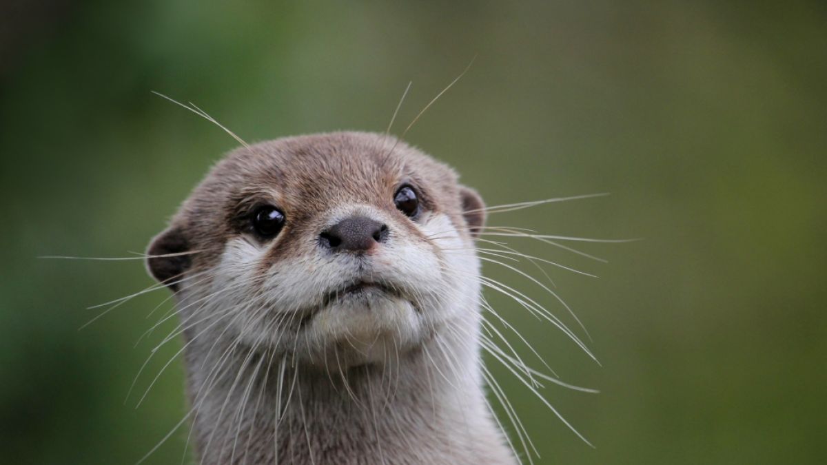 Otter sind nicht nur niedlich, sondern auch sehr gefährlich. (Foto)