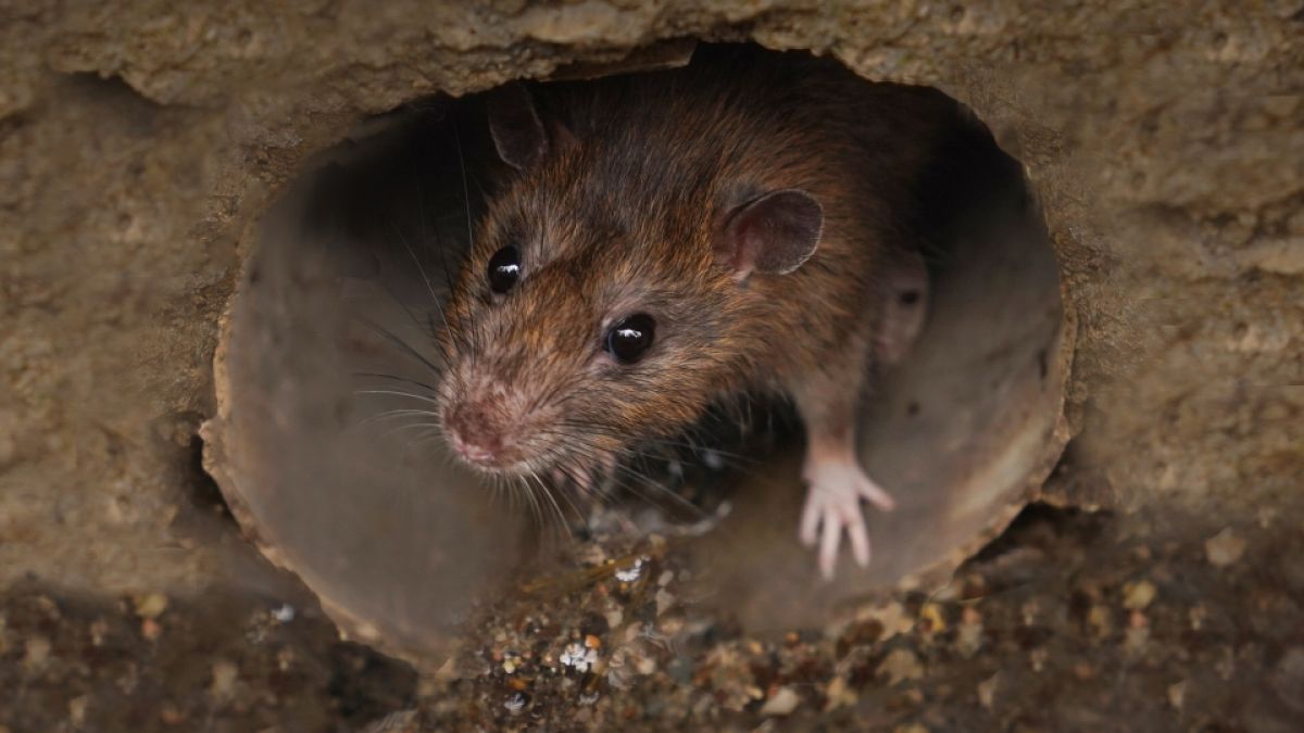 Können Ratten die Corona-Mutante Omikron verbreiten? (Foto)